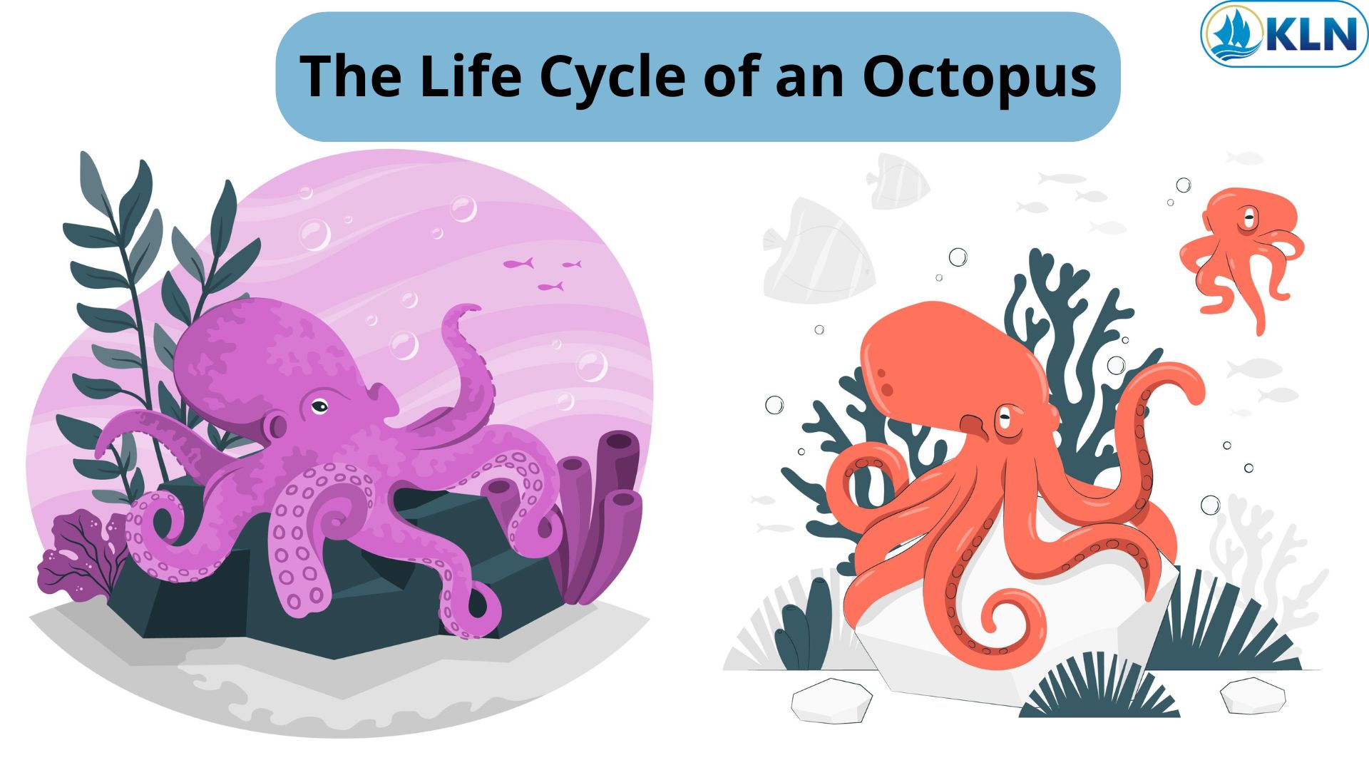 The Life Cycle of an Octopus